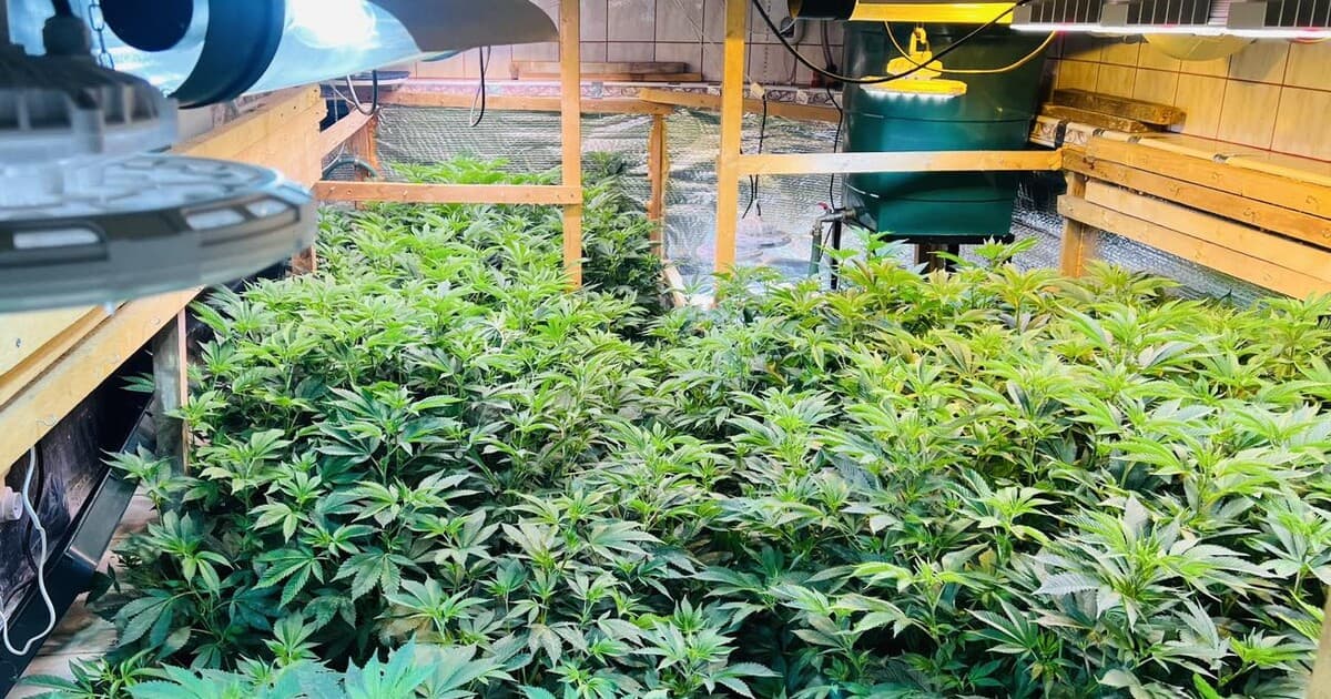 Polícia zasahovala v Pezinku: Akcia Kvetinár odhalila marihuanové laboratórium