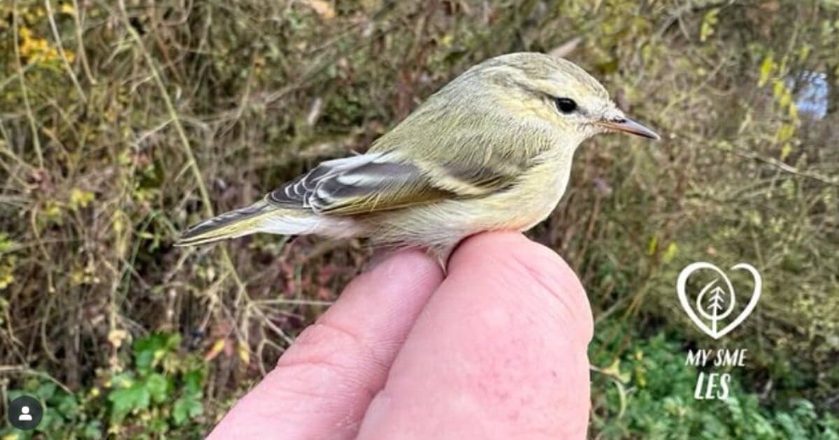 Na Slovensku objavili nový druh vtáka: kolibiarik stužkatý