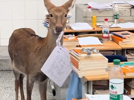 Laň ako nečakaný návštevník v triede čínskych žiakov