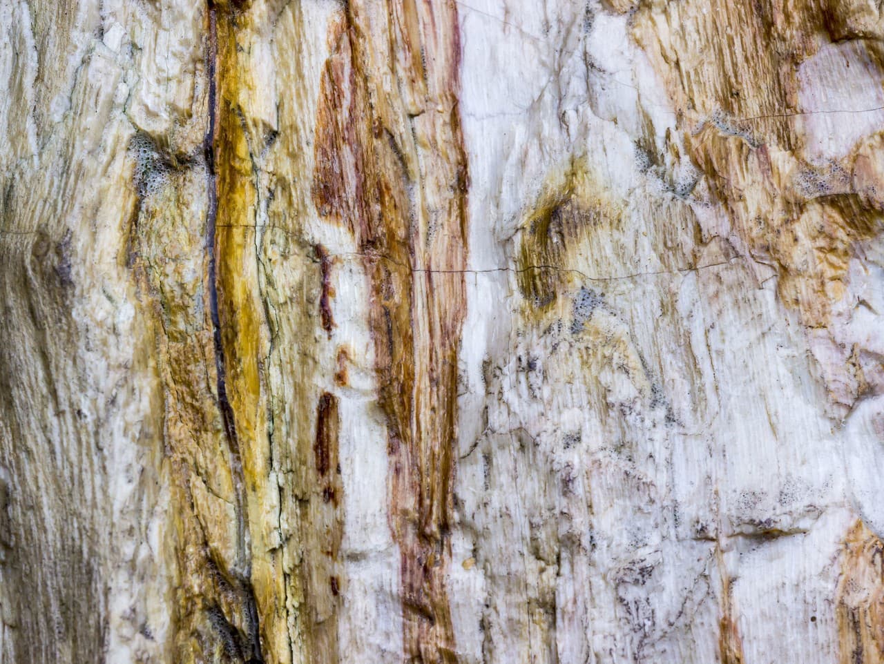 Záhadné prototaxity: Obrovské stĺpy z dávnych čias prepisujú evolučnú históriu