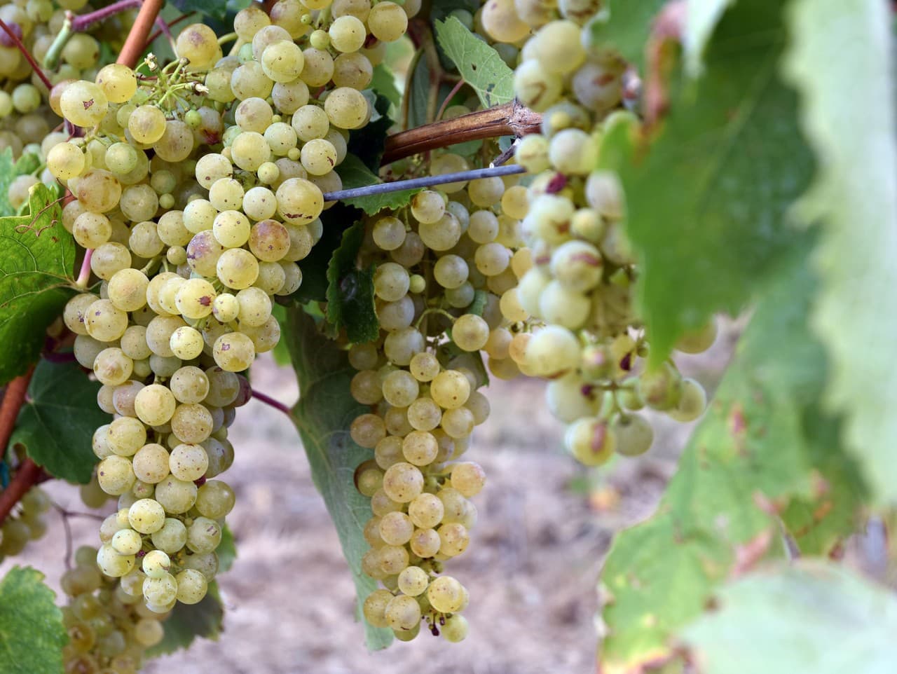 Karanténa proti zlatému žltnutiu viniča zasiahla deväť okresov