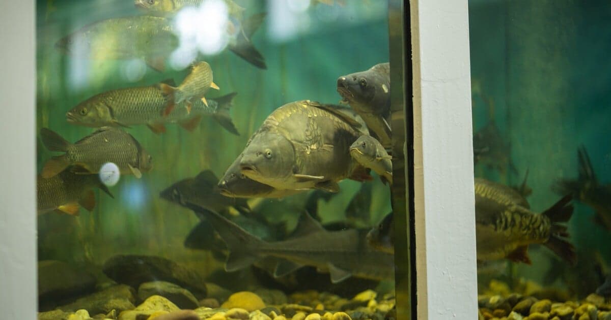 Nitra sa chystá na veľké výstavy pre rybárov, poľovníkov a včelárov