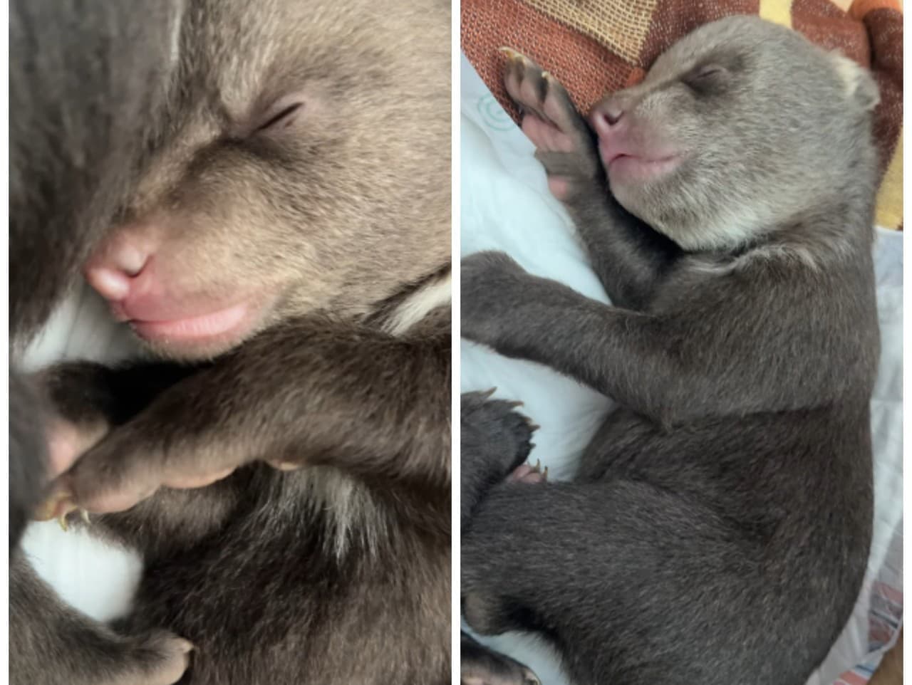 Smutná správa z Bojníc: Mláďa medveďa hnedého neprežilo