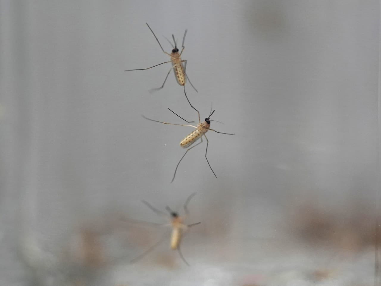 Island čelí prekvapeniu: Prvý výskyt komára v prírode