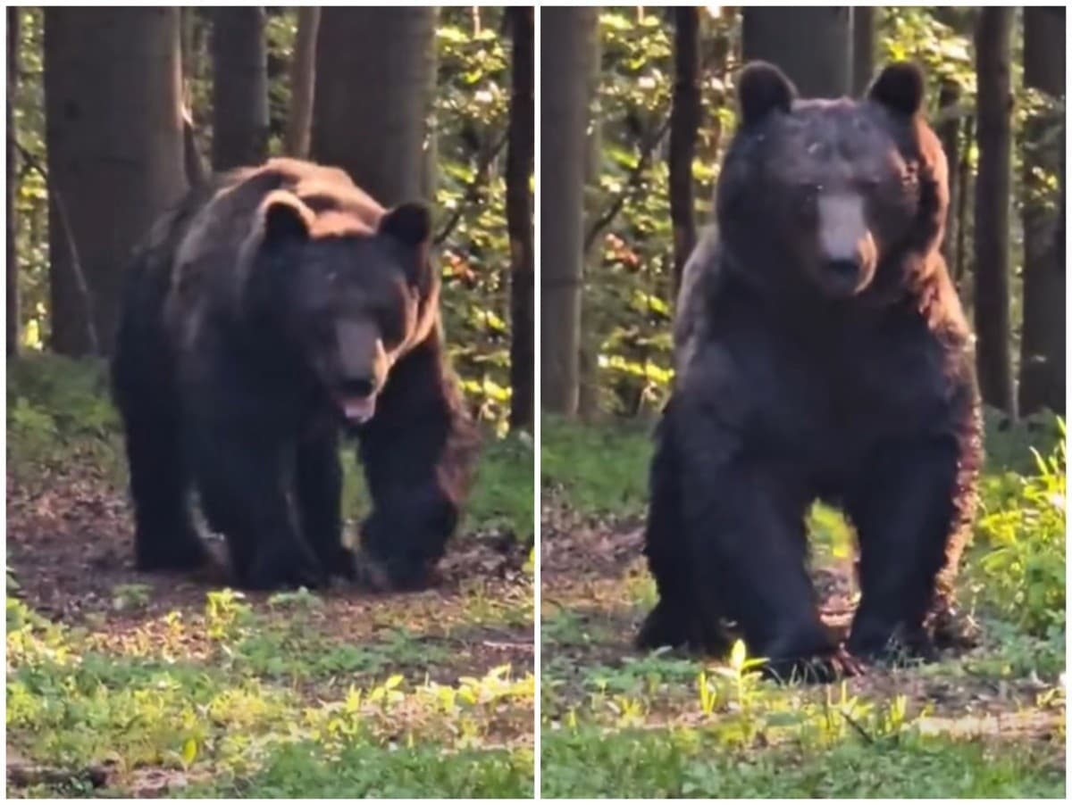 Slovák a medveď: Prekvapujúce stretnutie v slovenských lesoch