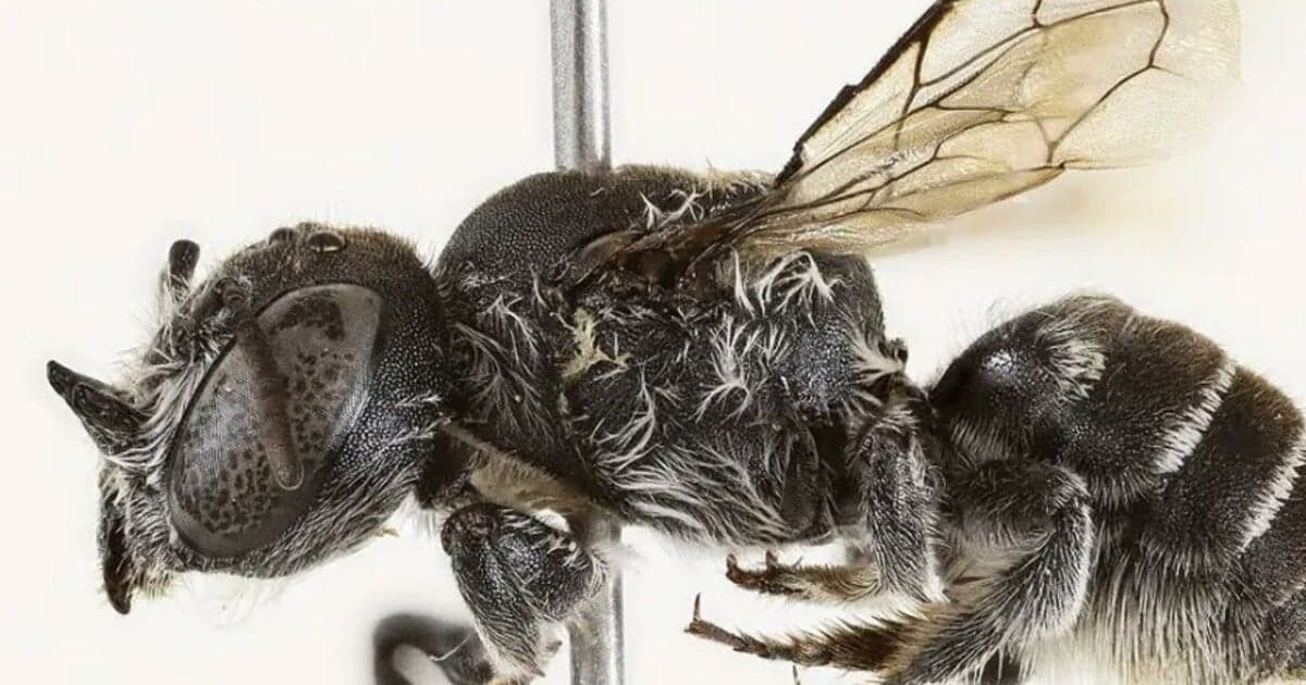Objavenie včely Megachile Lucifer: Nový druh s diabolskými rohmi