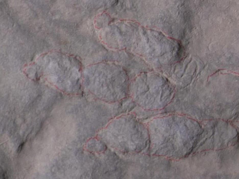 Bratia objavili chodník z 190 miliónov rokov starých dinosaurích stôp