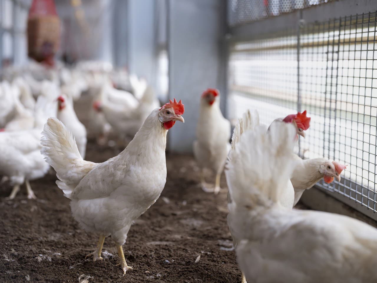 V Česku sa potvrdilo obrovské ohnisko vtáčej chrípky