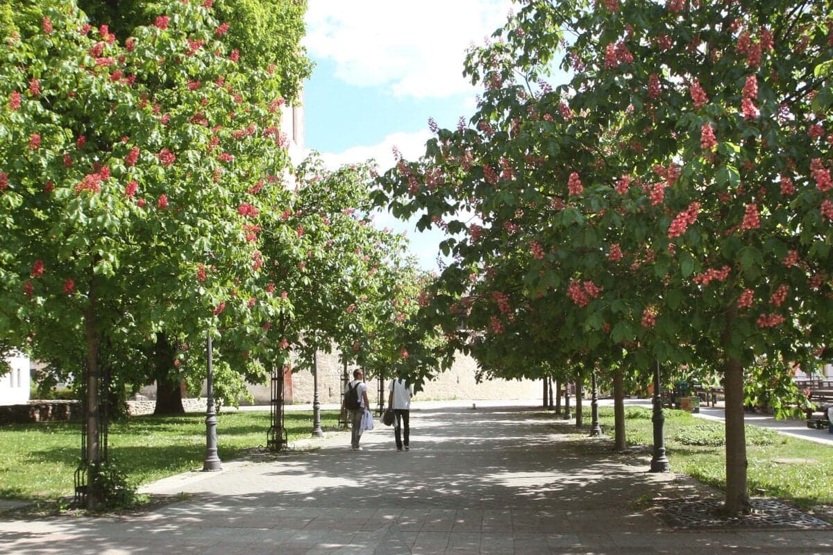 Berlín plánuje do roku 2040 vysadiť milión stromov