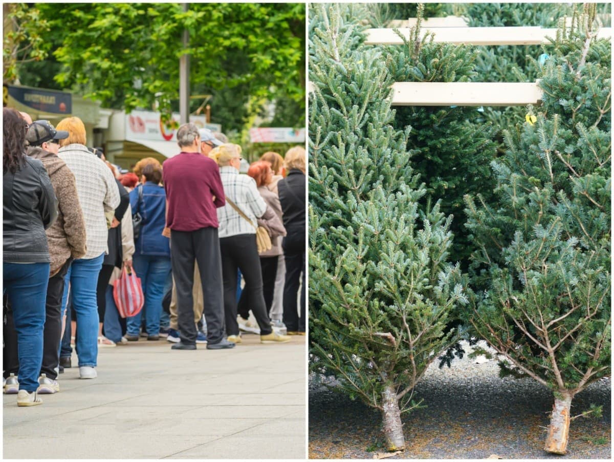 Vianočné stromčeky za socializmu: Čakanie a nedostatok