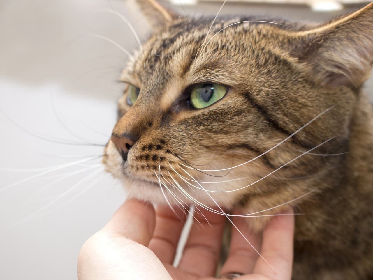 Tajný jazyk mačiek: Pomalé žmurkanie ako signál dôvery