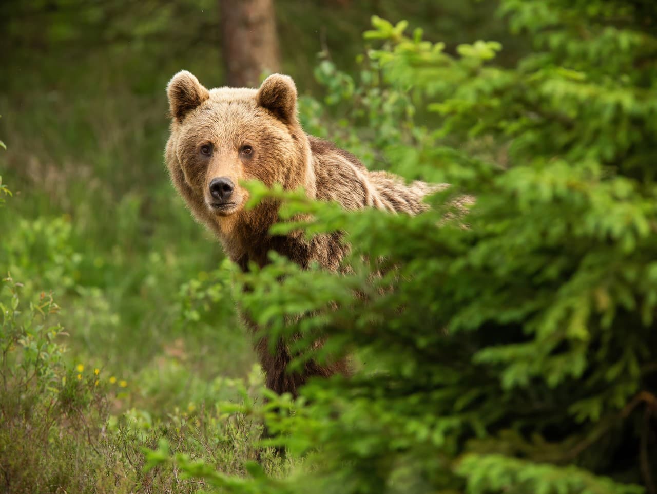 Dedina v Kosove sa borí s problémom medveďov