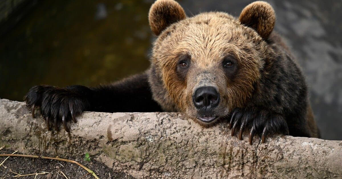 V Poprade spozorovali medveďa, turistov vyzývajú na opatrnosť