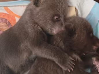 Medvedie sestry z Bojníc napredujú: Zdravotný stav sa zlepšuje