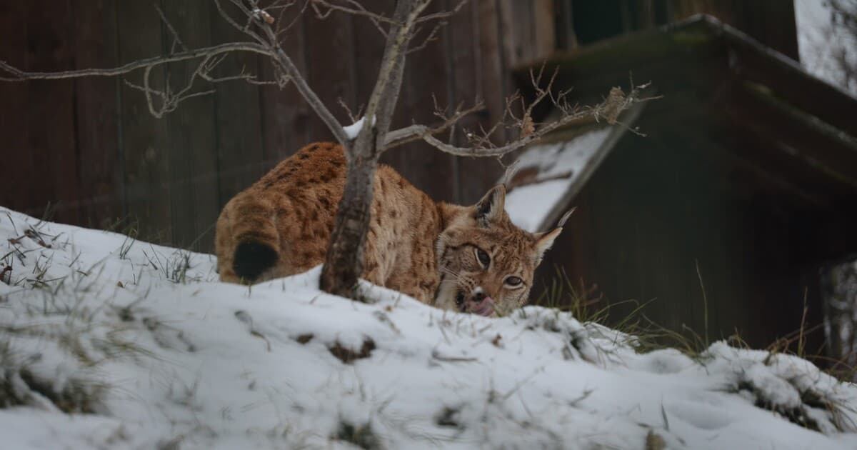 Košická zoo uzavretá: Sneh vyvrátil viac ako 200 stromov