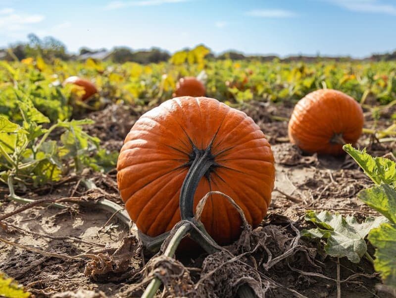 Tekvica: Zelenina plná výhod a tajomstiev