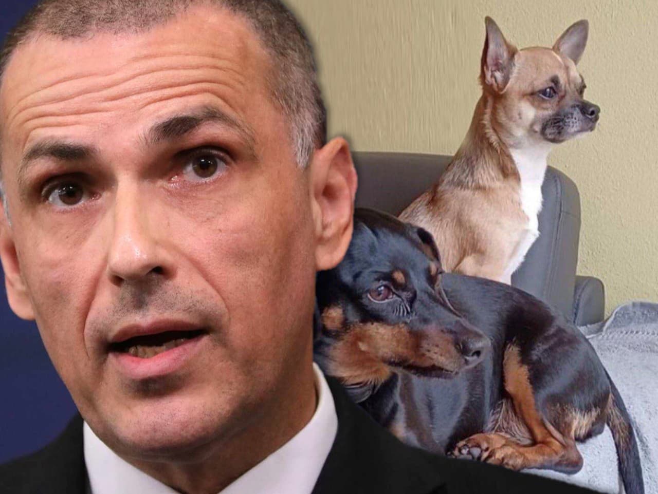 Žilinka vyzýva: Myslite na zvieratá počas silvestrovských osláv