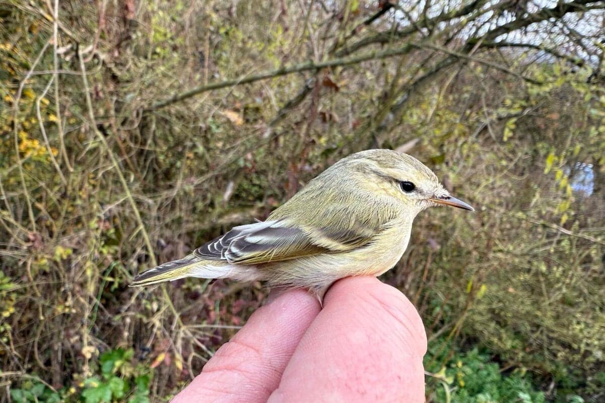Na Slovensku objavili nový vtáčí druh: kolibiarik stužkatý