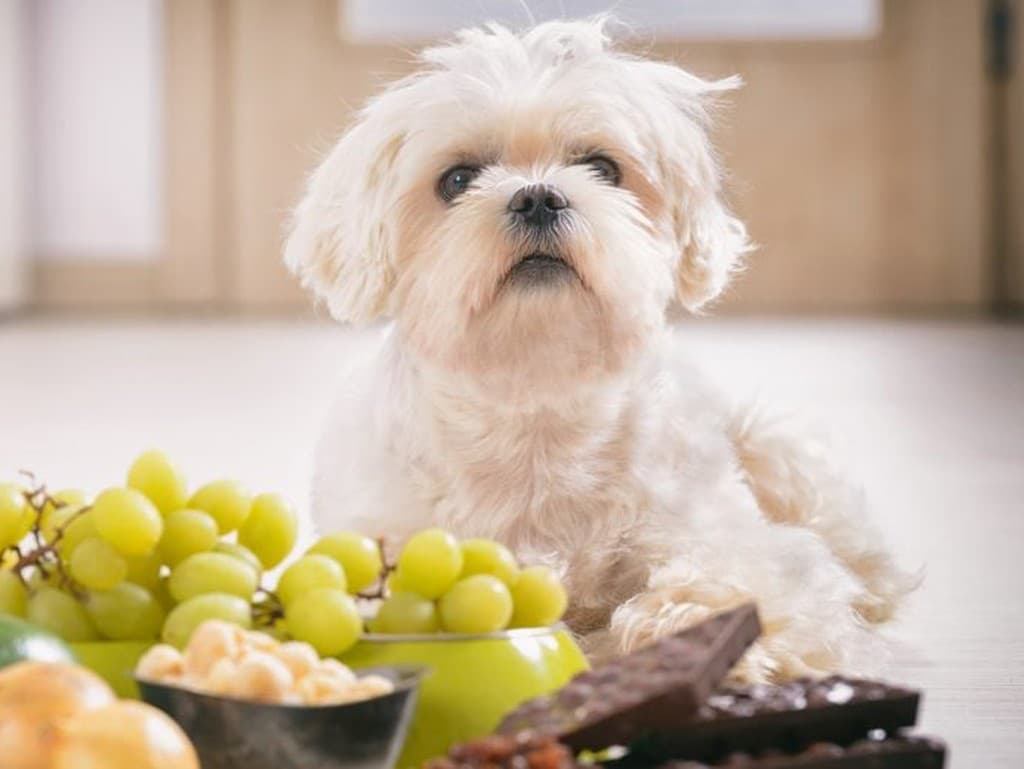 Nebezpečné potraviny pre psov: Čo im rozhodne nedávať?