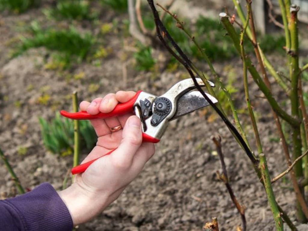 Záhradné práce na december: Čo stihnúť pred príchodom zimy