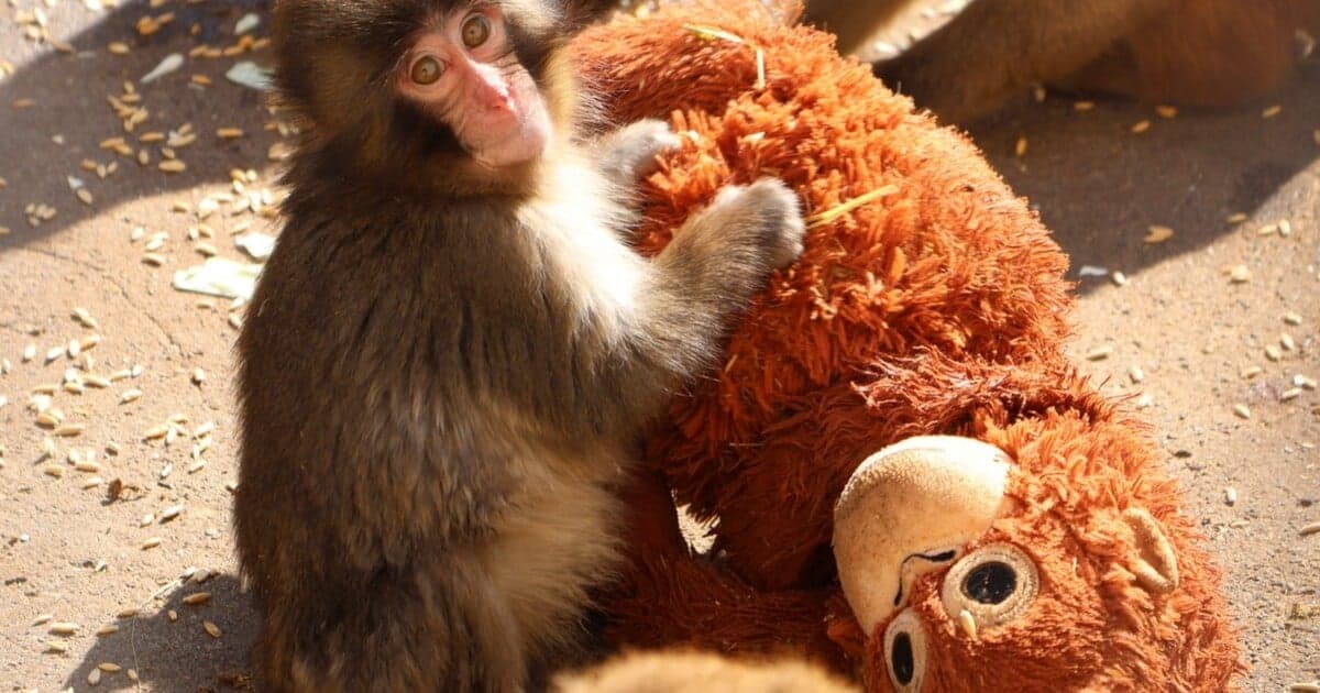 Vírálna opica Punch: Plyšák ako záchranné lano v nebezpečnej tlupe