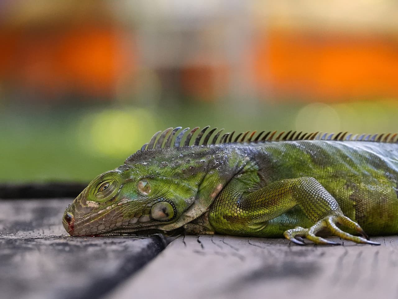 Zmrznuté leguány padajú zo stromov na Floride