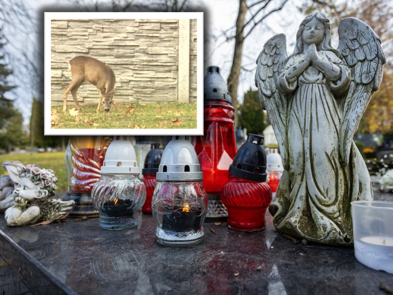 Srnky narušujú dušičkovú atmosféru na cintoríne v Stupave