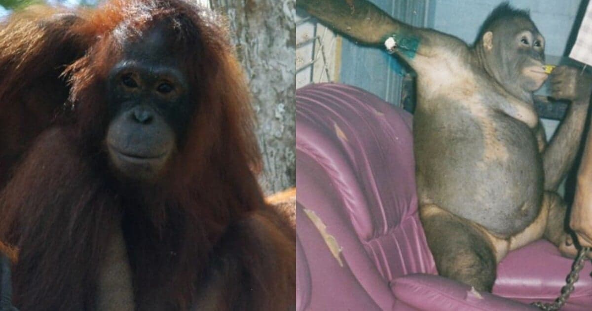 Zvrátený biznis: Orangutanka ako prostitútka v nevestinci