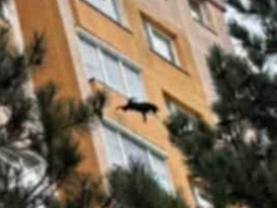 Zúfalý pes spadol z parapetu: Hrozivá udalosť v Považskej Bystrici