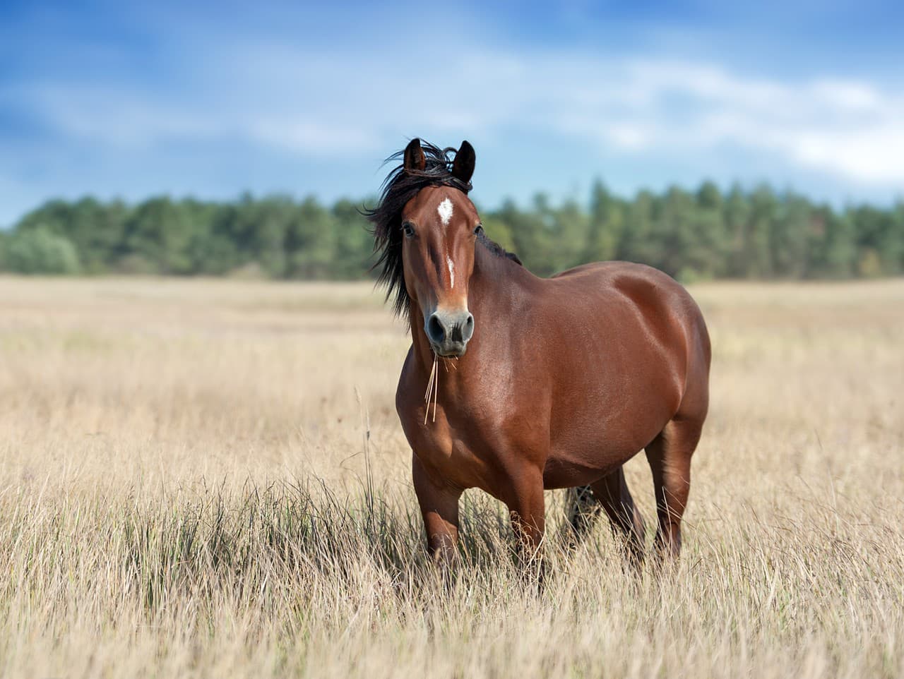 Koľko konských síl má skutočný kôň? Prekvapujúce porovnanie s autami