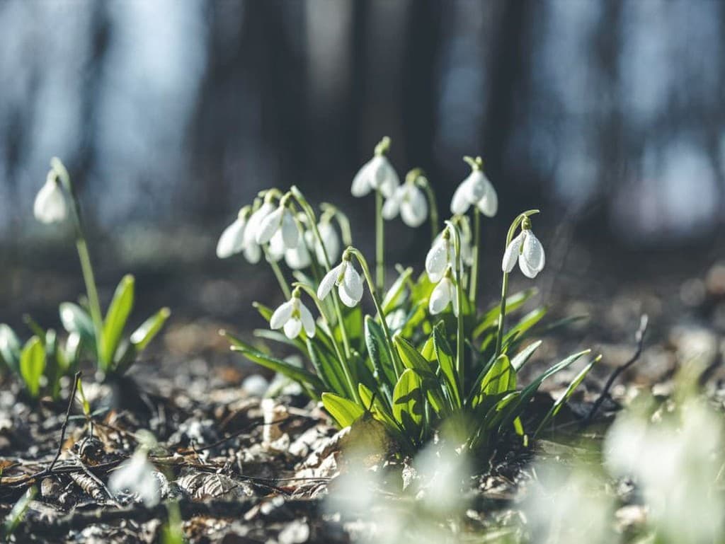 Marcové záhradné práce: Začnite sezónu s ohľadom na prírodu