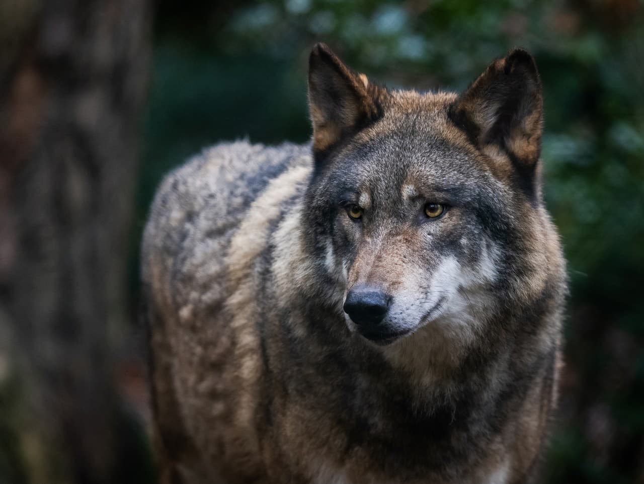 Rozruch okolo lovu vlka: Poľovnícka komora odmieta obvinenia aktivistov