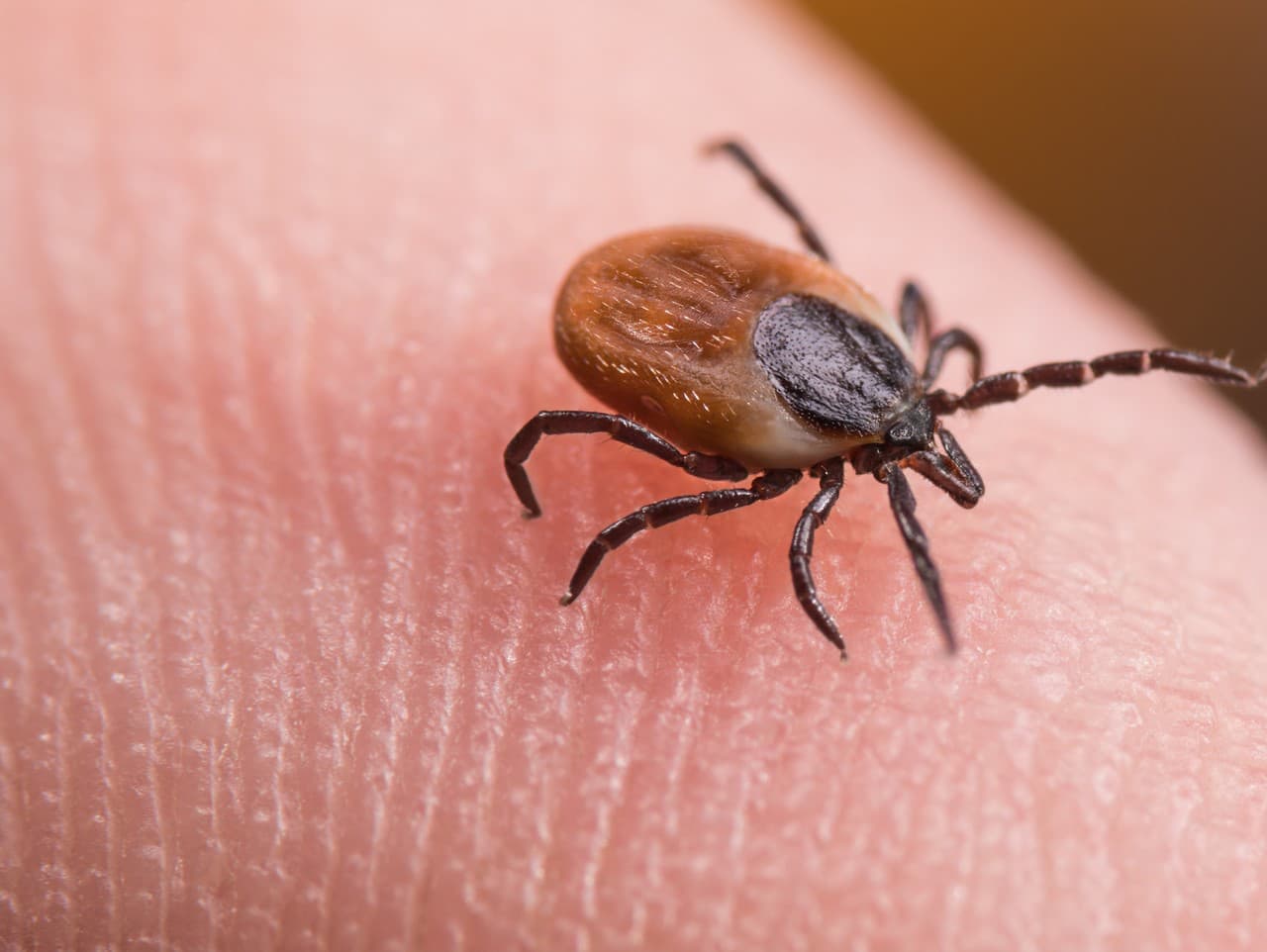 ÚVZ varuje: Očkujte sa proti kliešťovej encefalitíde včas!