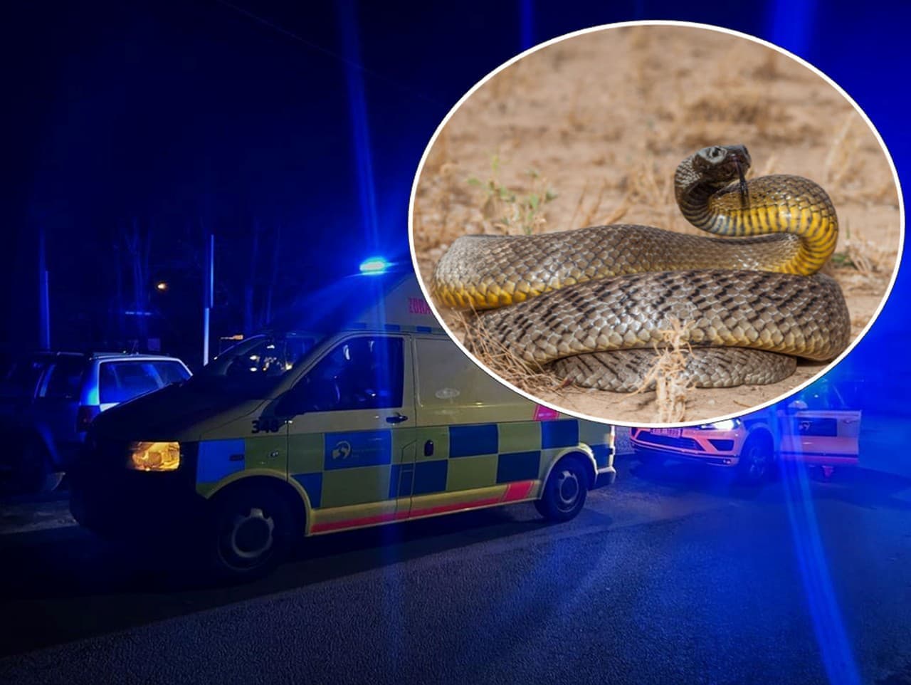 Chovateľa v Tepliciach uštipol najjedovatejší had na svete