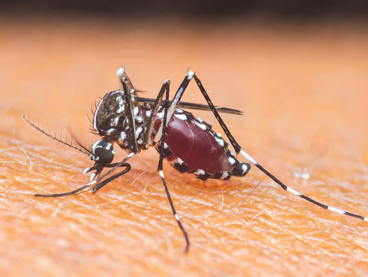 Chikungunya v Európe: Nová hrozba pre verejné zdravie