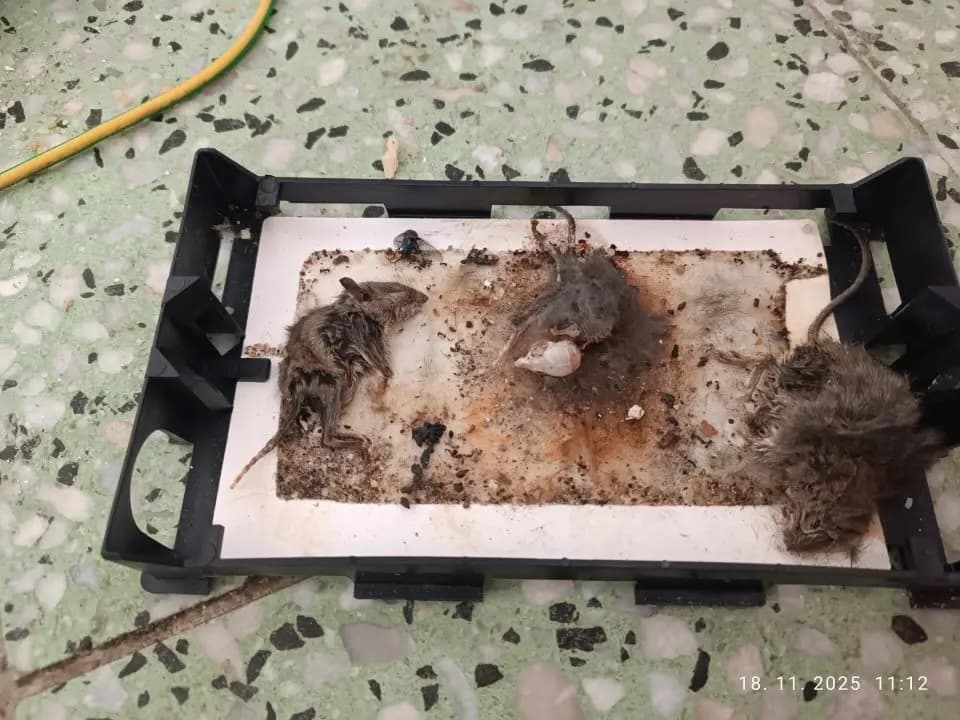 Šokujúce zistenia hygienikov: Mŕtve hlodavce v potravinárskej prevádzke