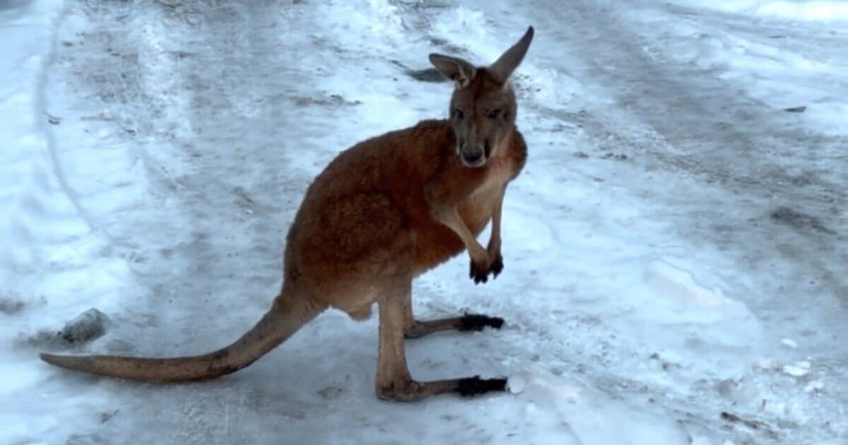 Klokan Kevin prekvapil českých policajtov v Bohaticiach