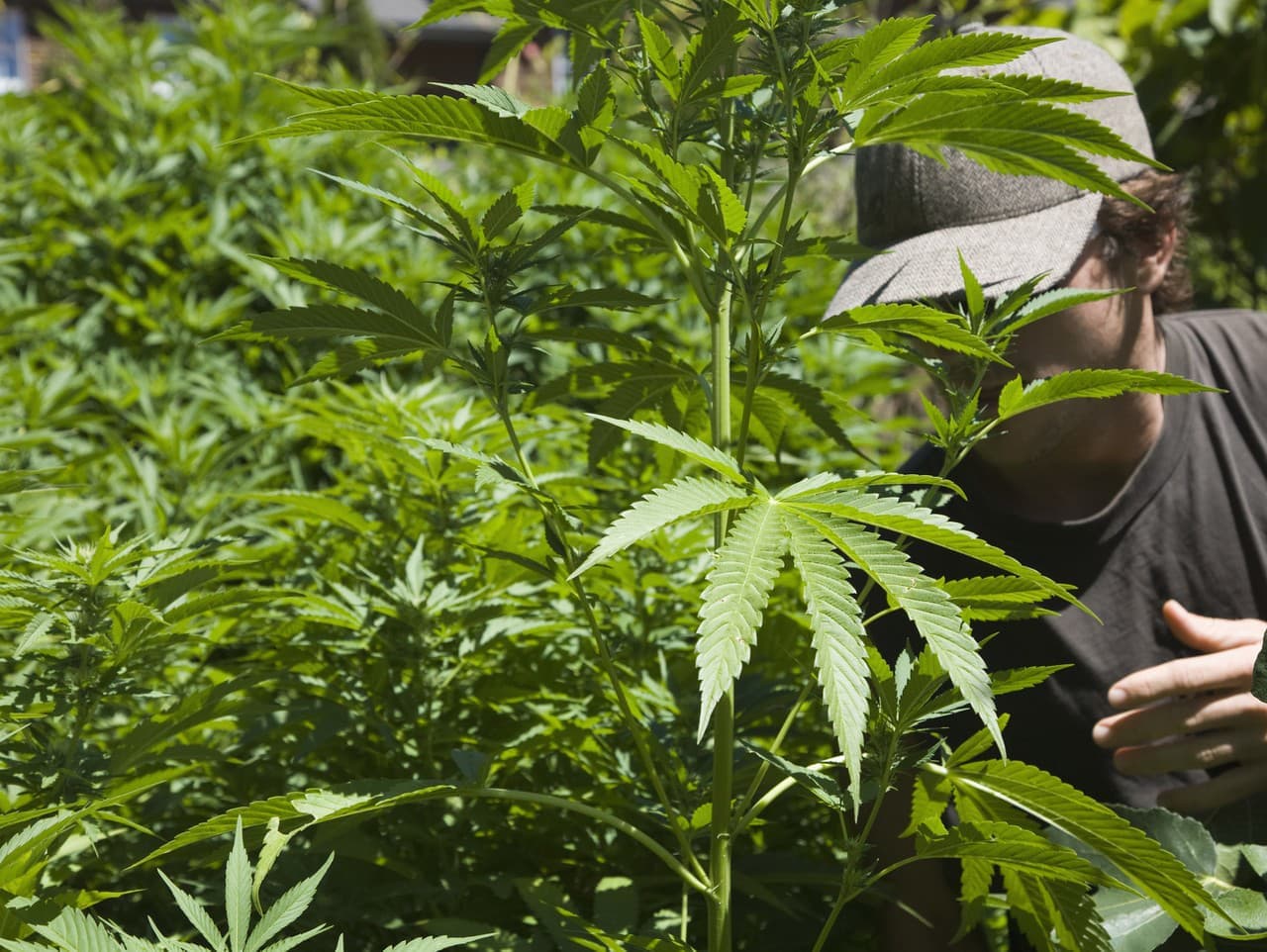 Spotreba marihuany v Nemecku rastie, legalizácia prináša zmeny