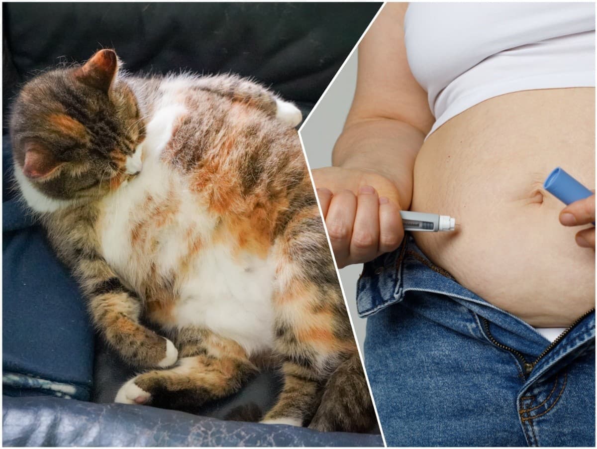 Mačky na Ozempicu? Nový liek môže pomôcť domácim miláčikom chudnúť