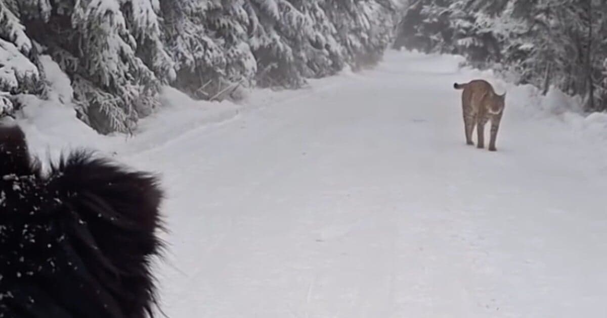 Nebezpečné stretnutie v Tatrách: Rys sa priblížil k turistovi a jeho psovi