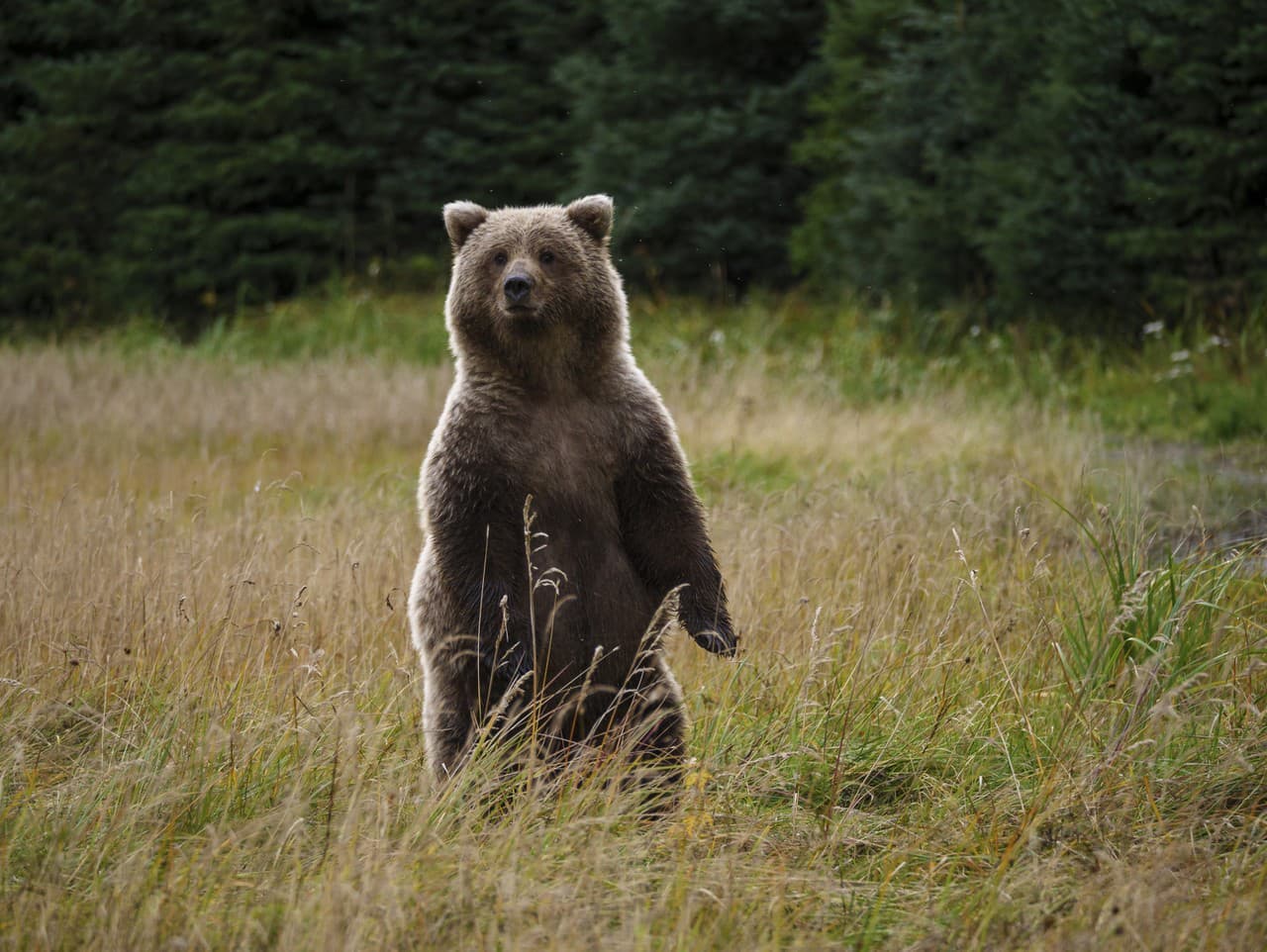 Hrôza v Britskej Kolumbii: Medveď zaútočil na školákov, 11 zranených