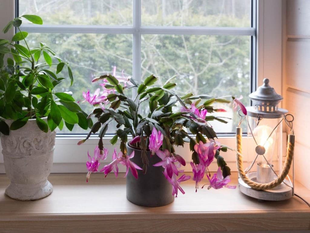 Ako zabezpečiť kvitnutie vianočného kaktusu ešte pred Vianocami