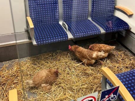 Kuriózny incident v nemeckom vlaku: Sliepky v prvej triede