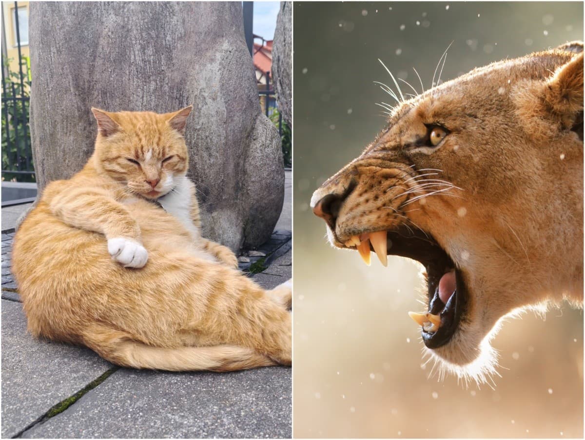 Falošný poplach na základnej škole: Z leva sa stala mačka