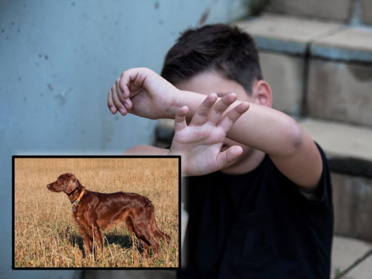 Pes zaútočil na chlapca: Zranený musel podstúpiť operáciu