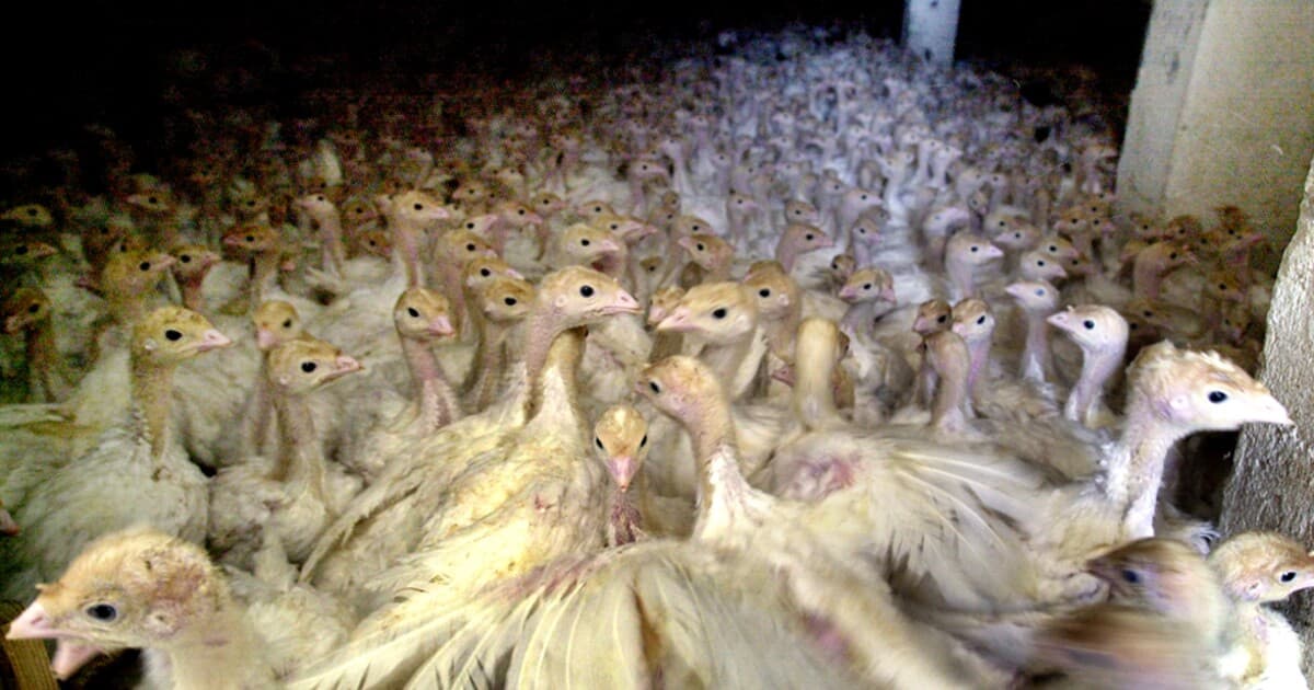 Vtáčia chrípka na farme v Komárne: Uhynulo 7 000 kusov hydiny