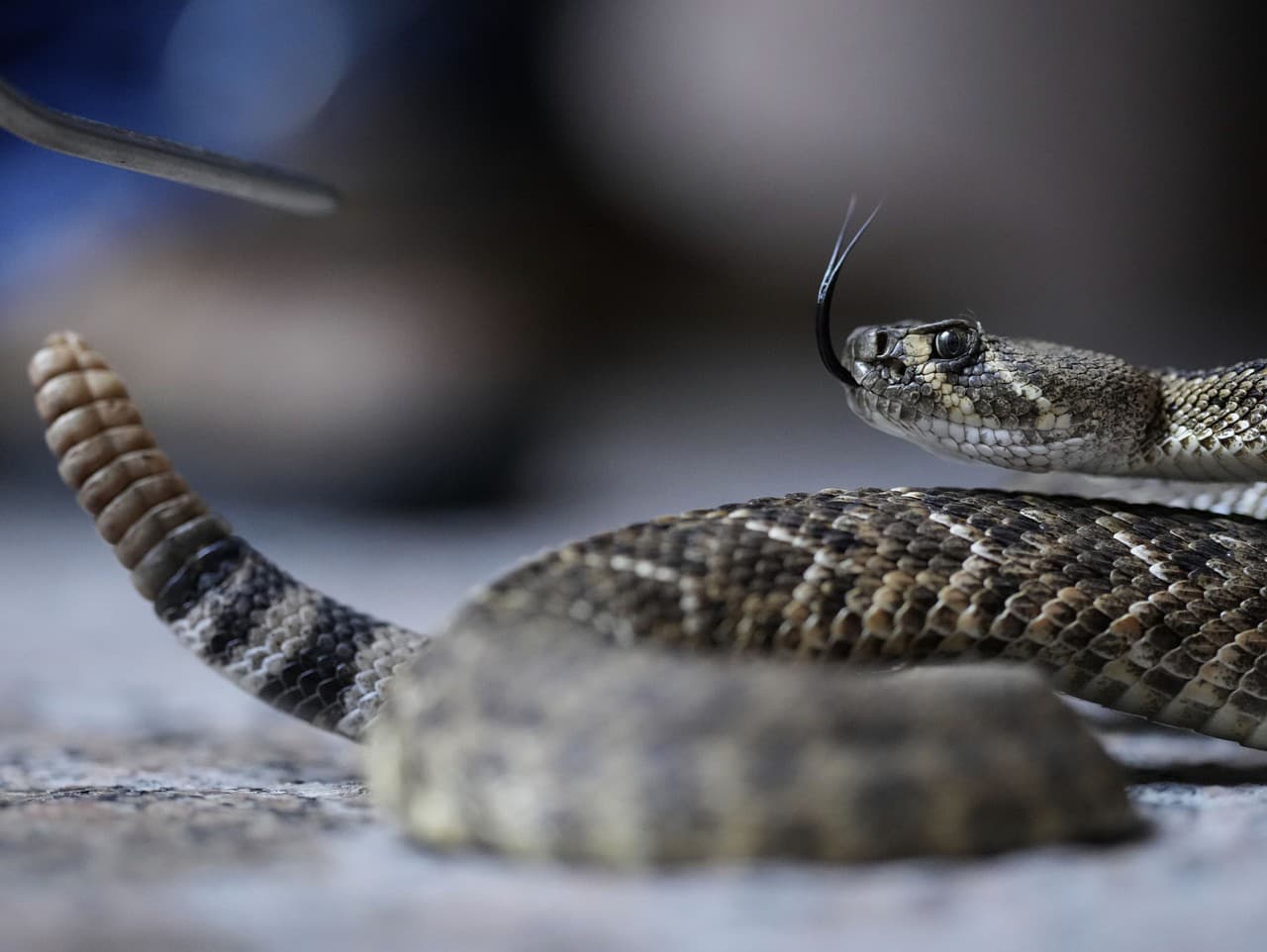 Bangladéšske dediny čelí invázii jedovatých hadov