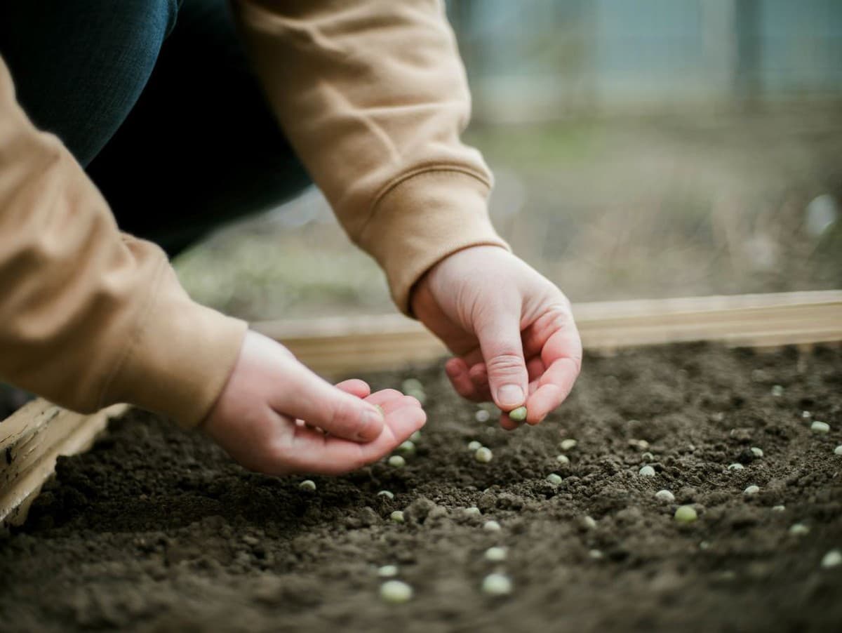 V marci vysejte plodiny a kvety pre bohatú záhradu