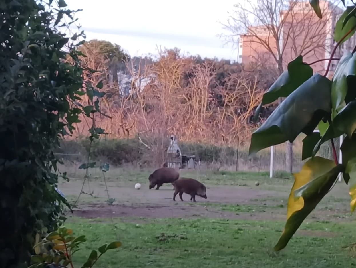 Diviaky na ihrisku: Taliani sa smejú nad vtipným videom
