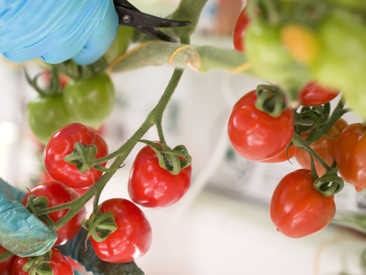 Lidl: Kvalita ovocia a zeleniny bez kompromisov